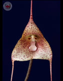 Dracula janitae Orchid Species Bloom Size Division 1.5Ó Pot Orchids