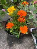 Rooted Marigold yellow and orange for garden landscape Garden Plants