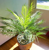 20" Hight Artificial Fork Tropical Plastic Plant Small Tree 15 Leaves (#@142) Green Plant