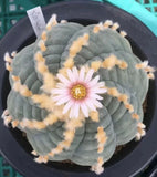3PC LW 3-5cm Succulent Cactus Plant Beautiful Cactus Garden DŽcor Boutique Garden Plants
