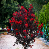 Ruby Thunderstruck  Crape Myrtle Starter Lagerstroemia  Rooted "STARTER" Plant Garden Plants