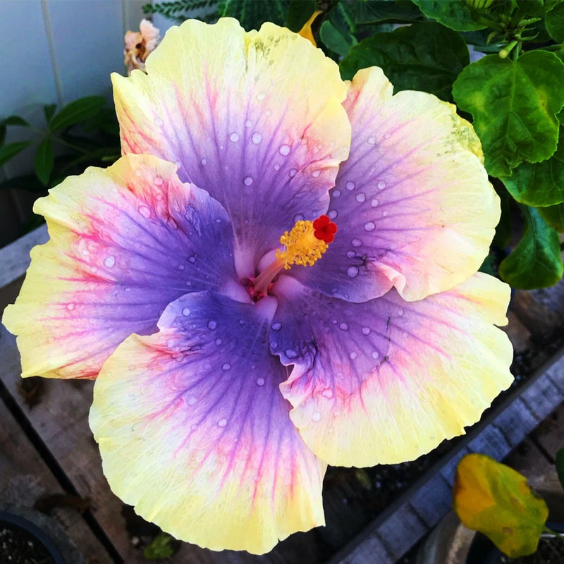 Tropical hibiscus mallow flower with pale yellow and purple ruffled petals, red center