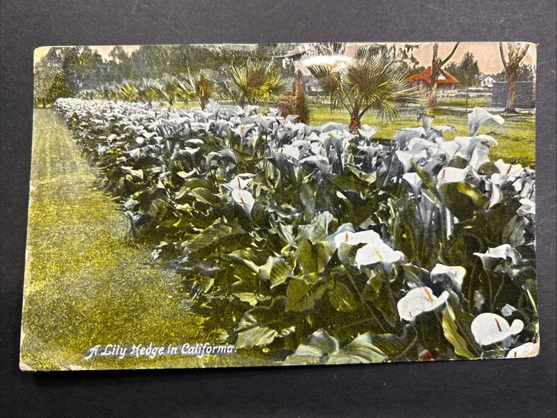 Vintage postcard of white lily hedge with green leaves and blooming lily flowers