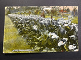 A Lily Hedge In California Postcard Posted 1909 Flowers - Damage Lily
