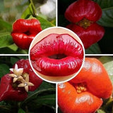 50pcs Sexy Red Lip Flower Seeds Garden Park Plant Psychotria Elata Seeds_#0942_ Garden Plants