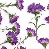12PCS Pressed Dried daisy Flower, Side Pressed with Leaves FSS93-Purple Dried Flower
