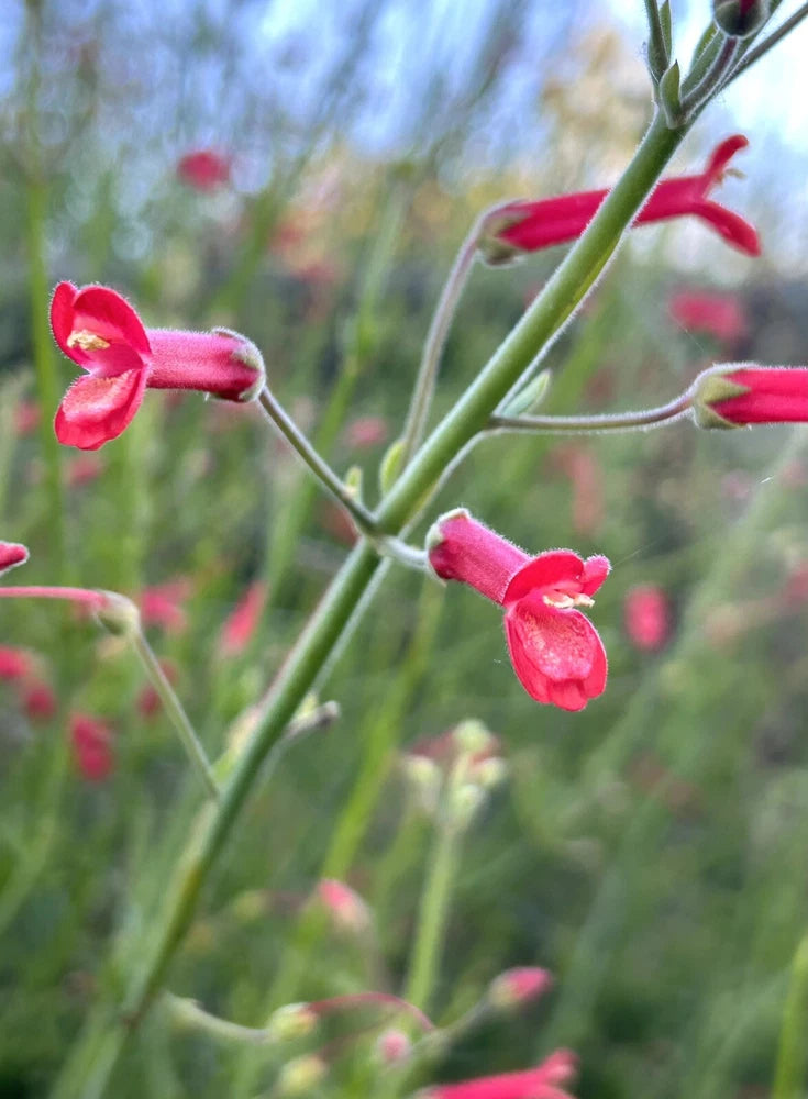Baja bush Snapdragon, Gambelia Juncea -100 Seeds - USA Flowering Plants