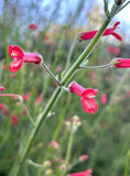 Baja bush Snapdragon, Gambelia Juncea -100 Seeds - USA Flowering Plants
