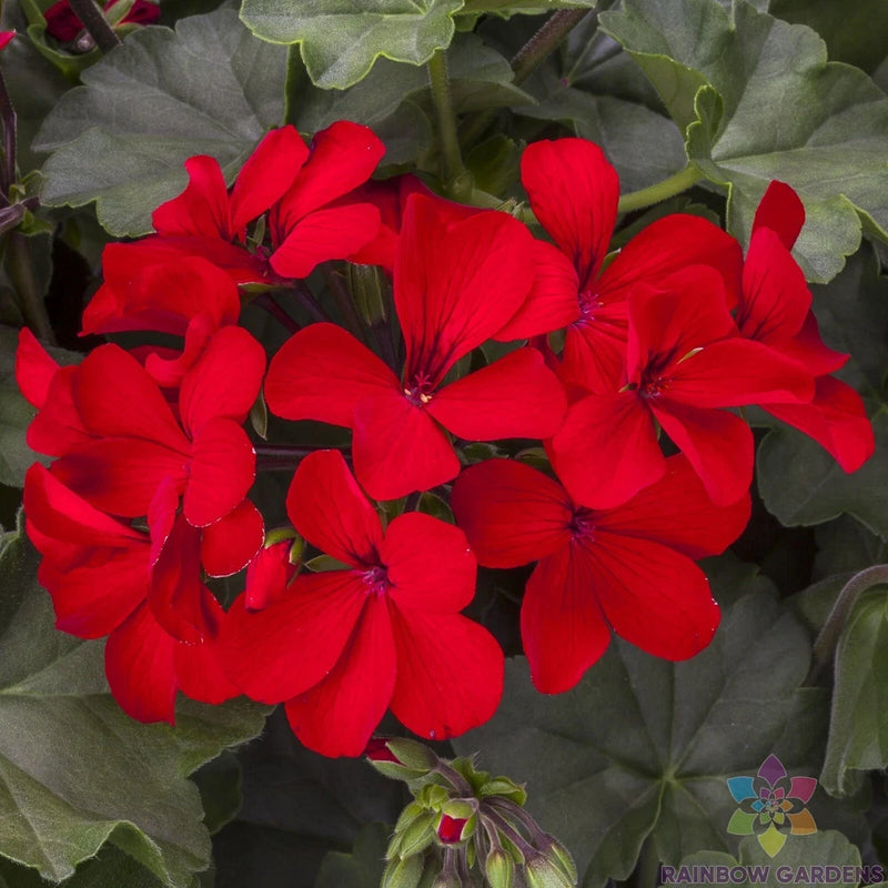 25+ Caliente Deep Red Geranium Seeds for Garden Planting - USA - FREE SHIPPING! Garden Plants