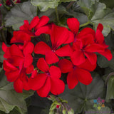25+ Caliente Deep Red Geranium Seeds for Garden Planting - USA - FREE SHIPPING! Garden Plants
