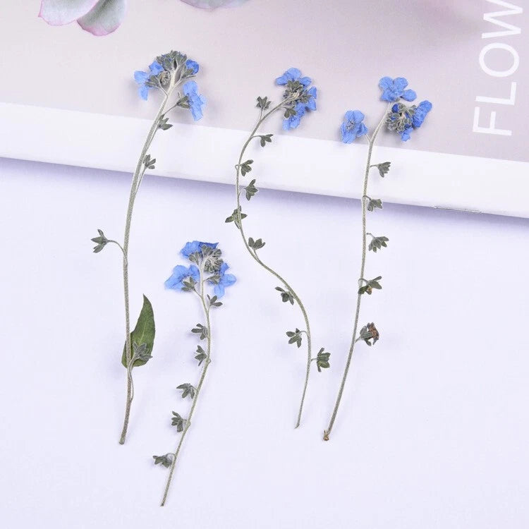 Set of 10 pressed blue dry flowers with thin stems and small leaves