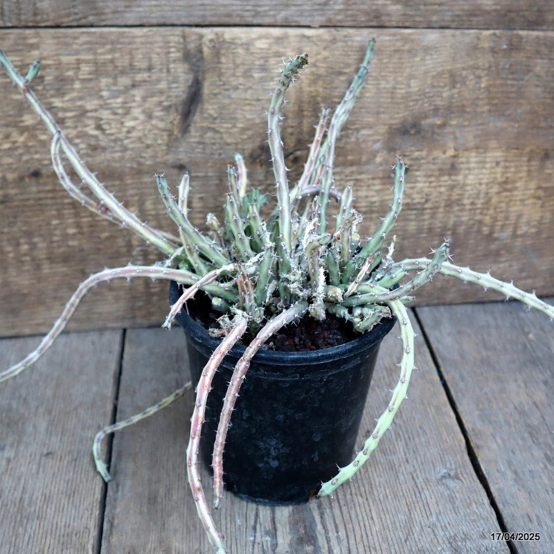Euphorbia succulent in black pot, green branching stems with light tips