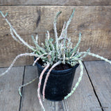 A7804 EUPHORBIA KNUTHII pot14-H17-W32 cm MaMa Cactus Green Plant