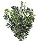 New Primitive Cottage Farmhouse GREEN NEW ENGLAND BOXWOOD PLANT BUSH Stem Pick Green Plant