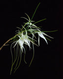 RARE | Angraecum popowii NBS established seedlings Orchids