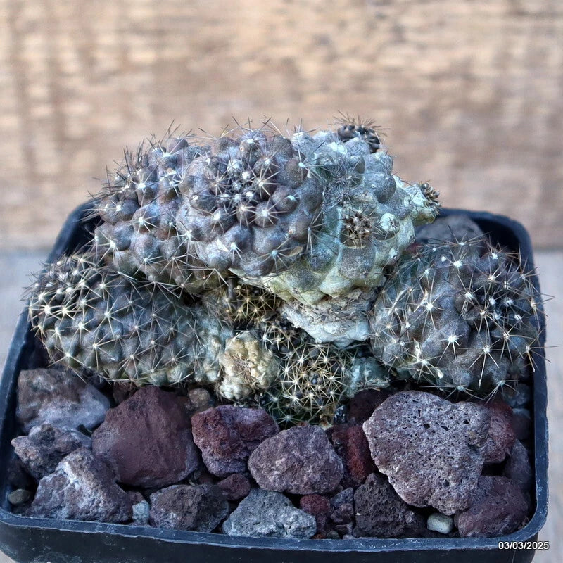 D3476 COPIAPOA HUMILIS CONTINUA pot10-H8-W11 cm MaMa Cactus Green Plant