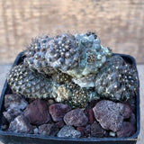 D3476 COPIAPOA HUMILIS CONTINUA pot10-H8-W11 cm MaMa Cactus Green Plant
