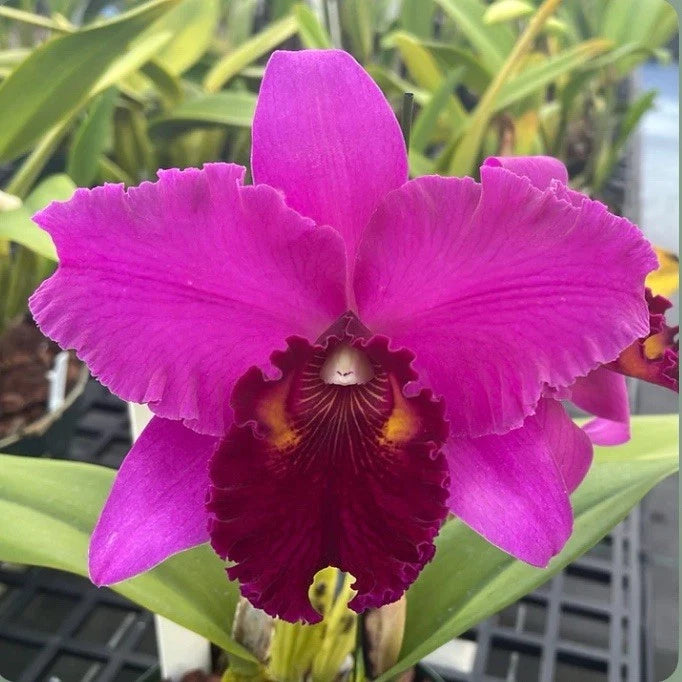 Purple orchid in pot with large ruffled petals and yellow throat