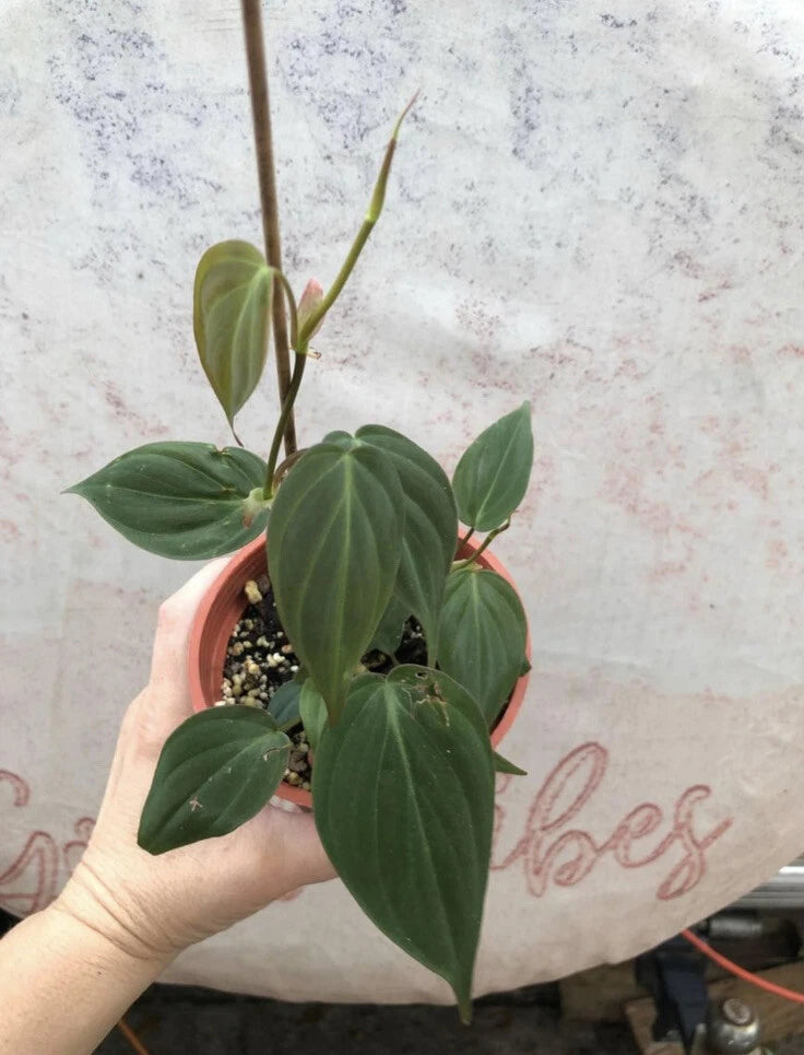 Philodendron micans plant with glossy green heart leaves in terracotta pot