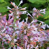 50+  ARIZONA SUNSET AGASTACHE FLOWER SEEDS  PERENNIAL Garden Plants