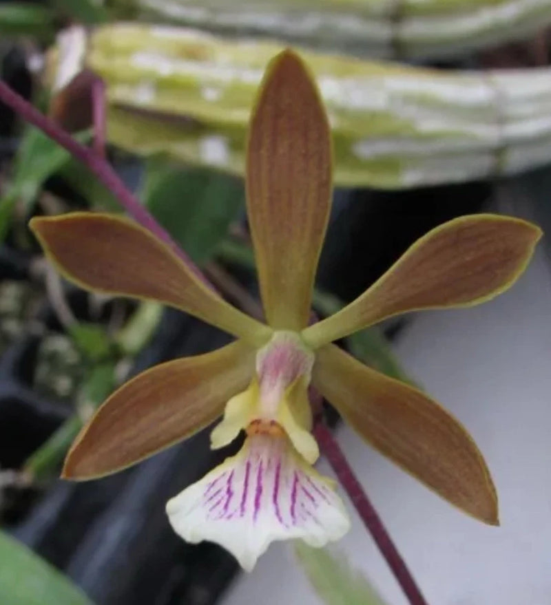 Brown and white orchid flower with purple striped lip and green center