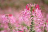 200 ROSE QUEEN CLEOME Hassleriana Spinosa Pink Spider Flower Seeds Flowering Plants