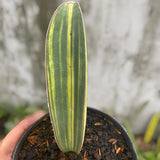 Sansevieria Baseball Variegated Snake Plant Green Plant