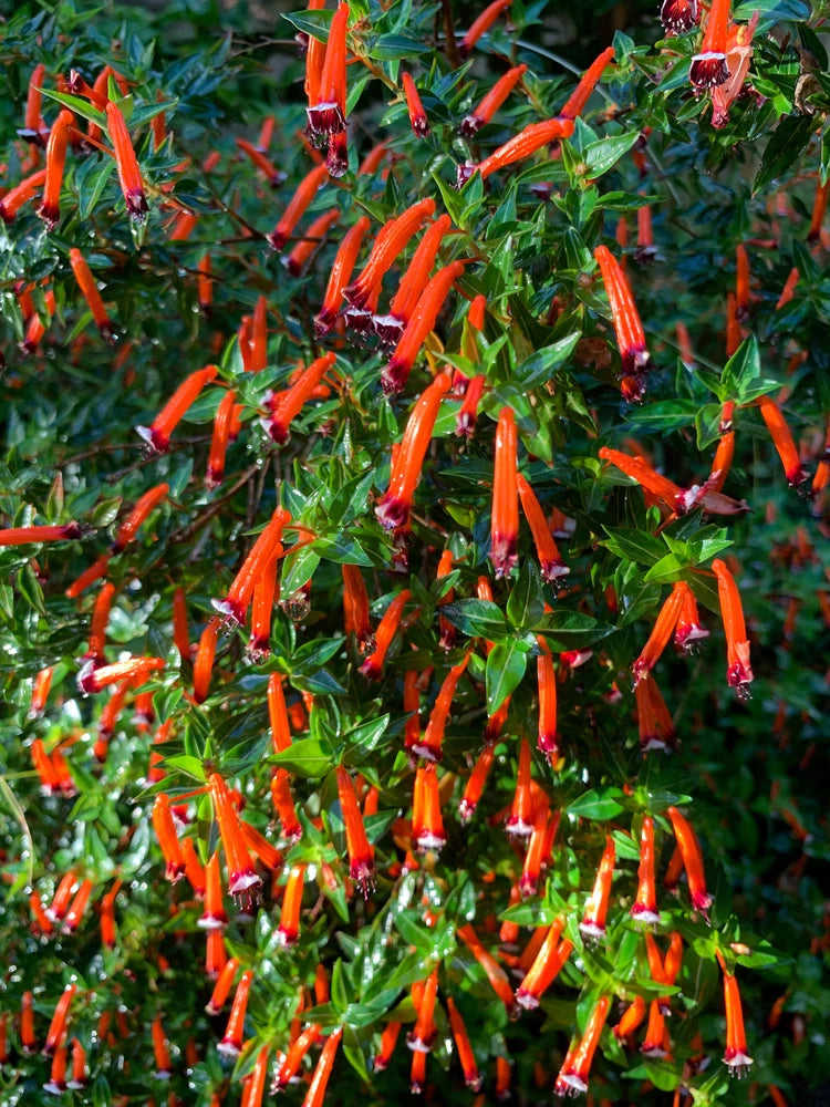 10 Red CIGAR PLANT Mexican Firecracker Cuphea Ignea Hummingbird Flower Seeds Flowering Plants