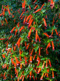 10 Red CIGAR PLANT Mexican Firecracker Cuphea Ignea Hummingbird Flower Seeds Flowering Plants