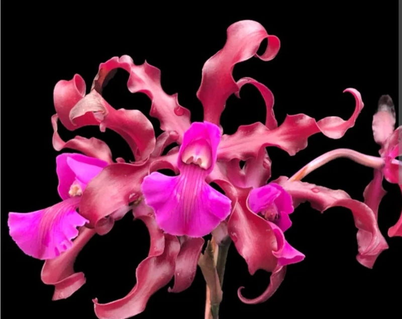 Live orchid plant with bright pink and magenta ruffled blossoms and long petals