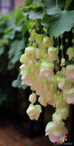 25+ Yellow Weeping Begonia Seeds for Garden Planting - USA - FREE SHIPPING! Garden Plants