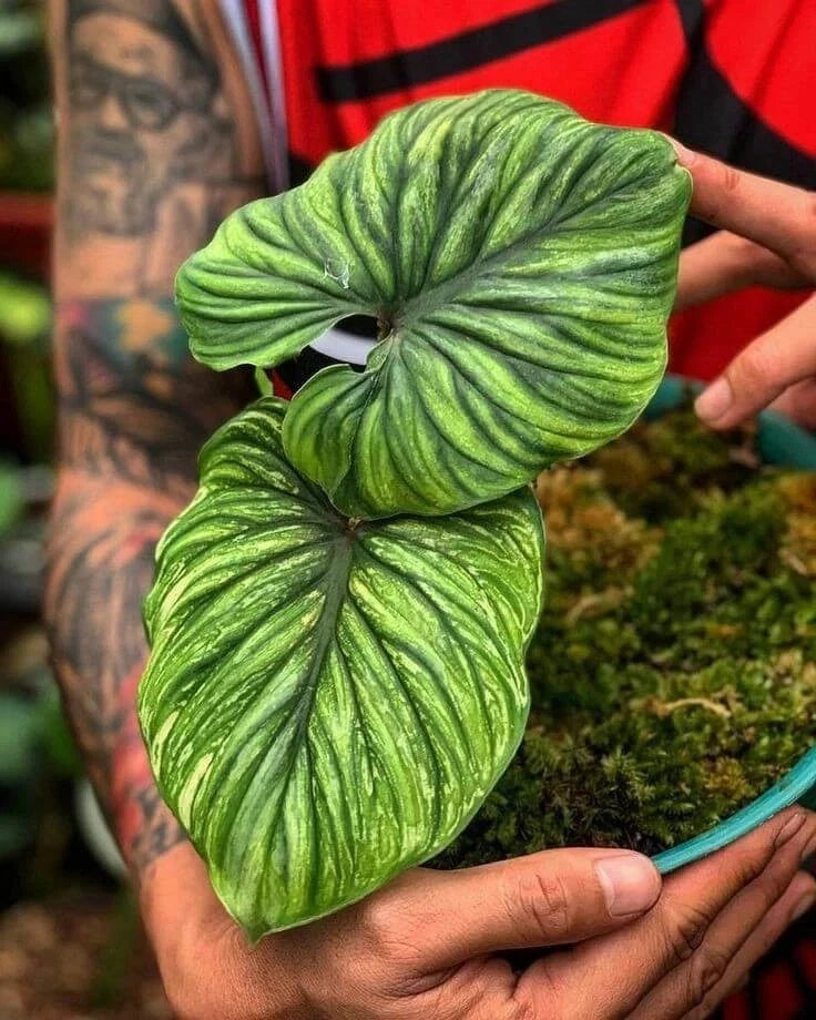 Pretty Imported Indoor Alocasia Imported Flower Bulbs Green Pack of 2 bulbs Flowering Plants