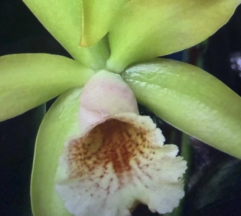ORCHID PLANTS Pcv key lime karen /waikiki gold 4 in pot 18 leaf Orchids