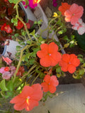 Rooted orange Impatiens Plants in pot balcony yard or outdoor Flowering Plants