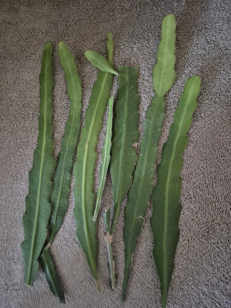 Epiphyllum green succulent stems bundle
