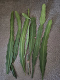Epiphyllum green succulent stems bundle