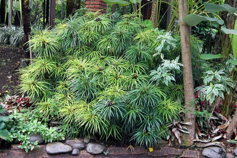 50 UMBRELLA PLANT CYPERUS Alternifolius Papyrus Grass Umbrella Palm Flower Seeds Flowering Plants