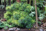 50 UMBRELLA PLANT CYPERUS Alternifolius Papyrus Grass Umbrella Palm Flower Seeds Flowering Plants