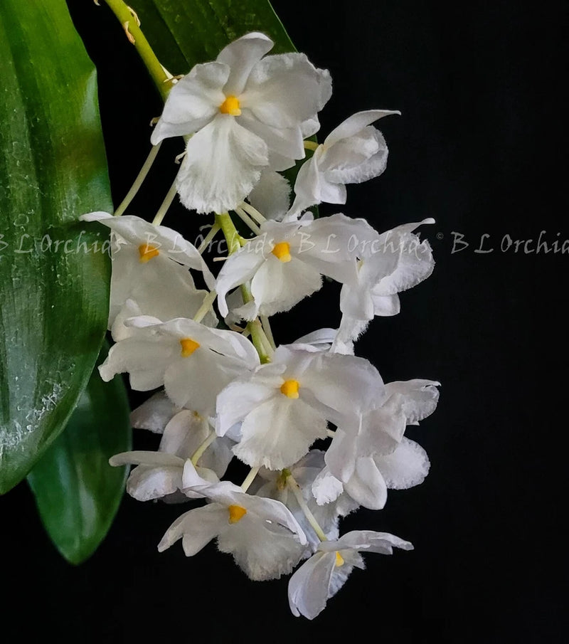 White orchid flowers cluster with ruffled petals and small yellow centers
