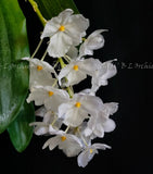Dendrobium farmeri fma. petaloid   (L) Orchids