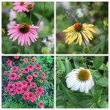 30+ Coneflower seeds, Echinacea Purpurea paradiso, organically grown, free S/H Flowering Plants