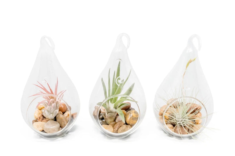 Set of 3 Airy Teardrop Terrariums with Tillandsia Air Plants - Easy Care Green Plant