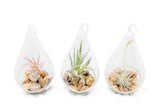Set of 3 Airy Teardrop Terrariums with Tillandsia Air Plants - Easy Care Green Plant