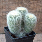 D7293 NOTOCACTUS LENINGHAUSII ALBISPINUS pot7-H9-W9 cm MaMa Cactus Green Plant