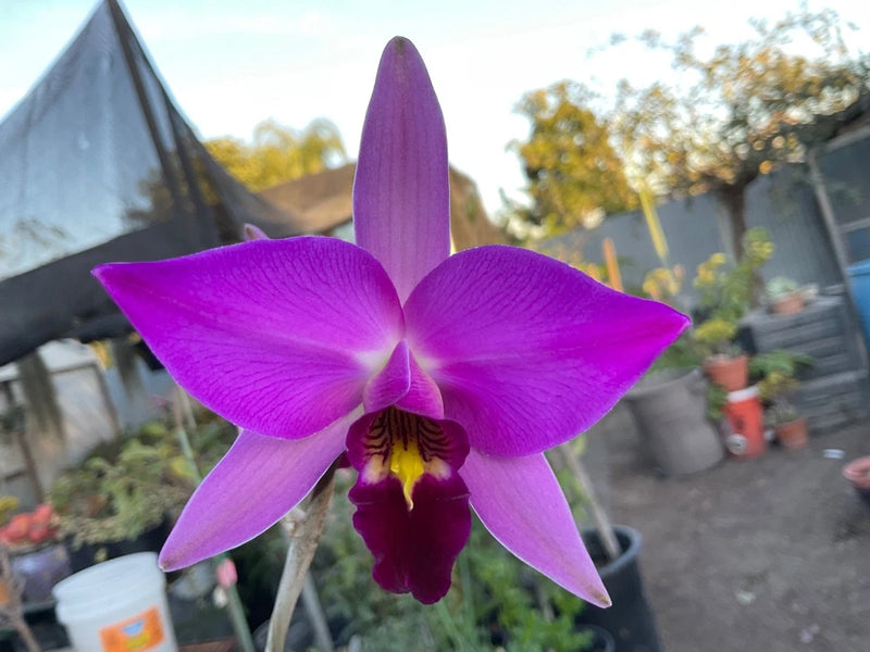 Purple orchid flower with five petals and magenta center, close-up
