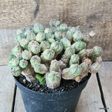 D5802 EUPHORBIA PSEUDOGLOBOSA pot18-H13-W23 cm MaMa Cactus Green Plant