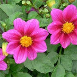 NEW!25+  PINK DAHLIA MILANO FLOWER SEEDS Flowering Plants