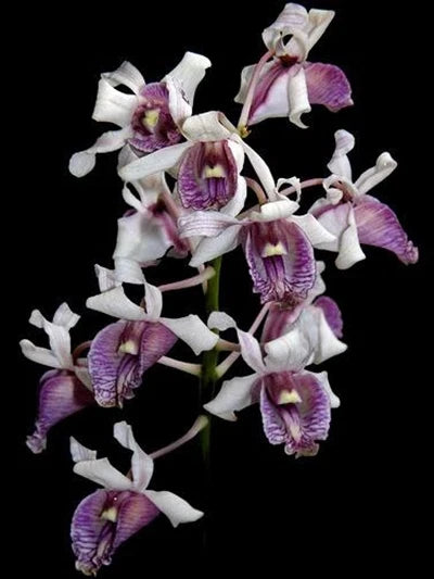 Rare Dendrobium orchid species with white and purple ruffled blossoms