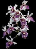 Rare Dendrobium orchid species with white and purple ruffled blossoms