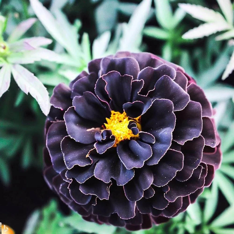 25+ Hybrid Black Marigold Seeds for Garden Planting - USA - FREE SHIPPING! Garden Plants